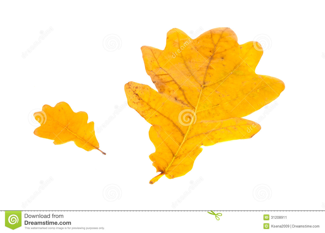 Yellow Oak Leaf Isolated Stock Image   Image  31208911