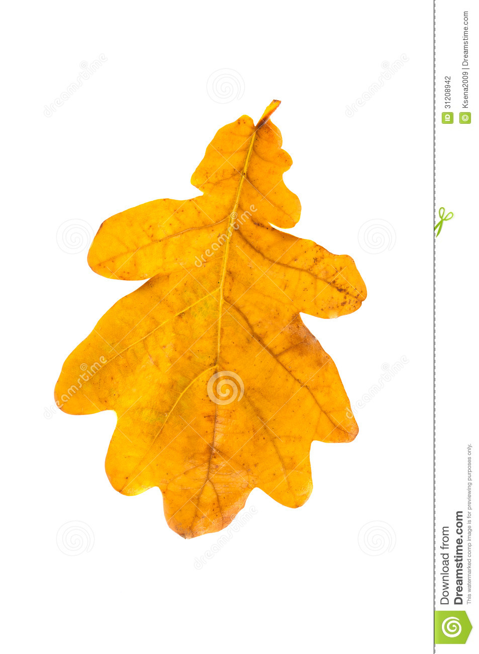 Yellow Oak Leaf Isolated Stock Photography   Image  31208942