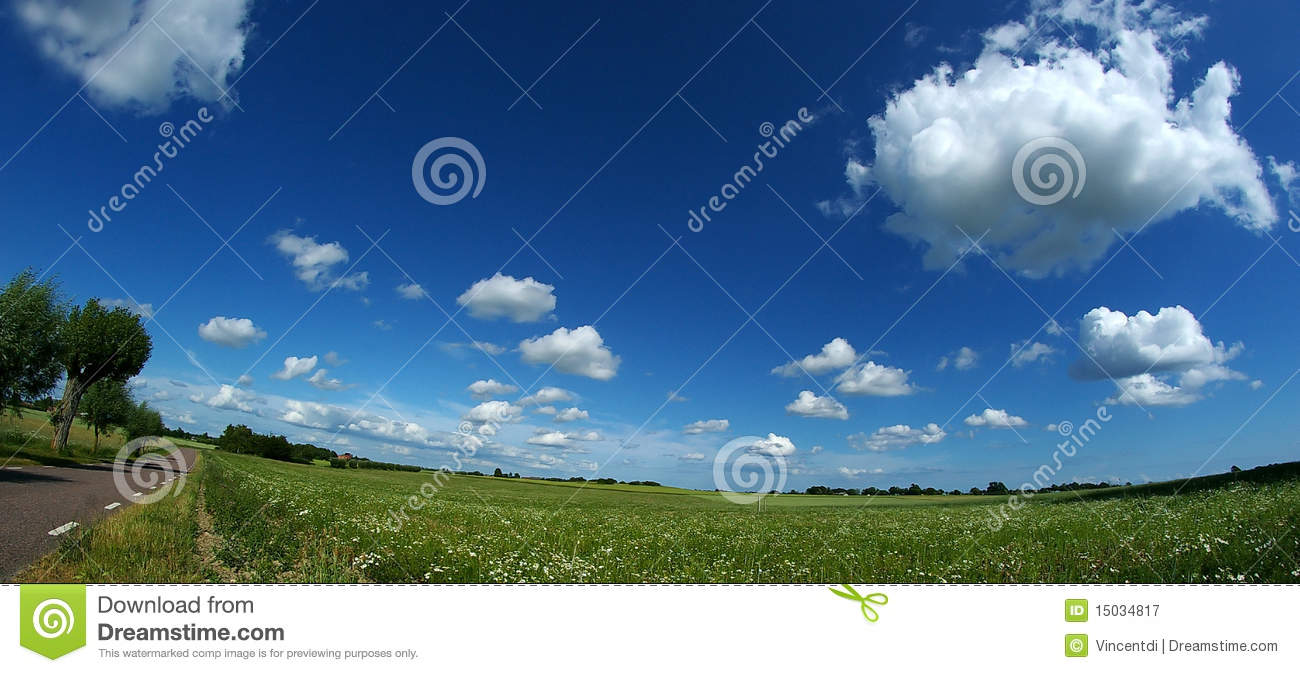 Bright Blue Sky Together With Wheat Field Margeritas And The Grass
