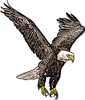 Free Eagle Clipart Graphics  Bald Eagle Chick And Head Pictures