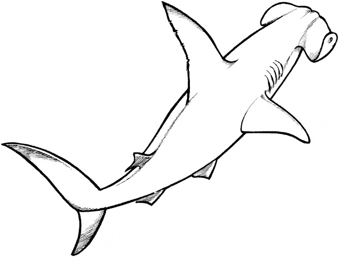 11 Great White Shark Outline Free Cliparts That You Can Download To    