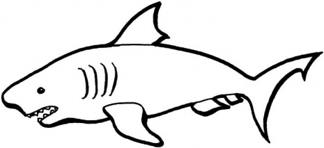 Shark Outline Drawing   Clipart Best