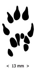 21 Tiger Paw Prints Clip Art Free Cliparts That You Can Download To