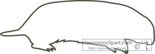 Animals   Marsupial Mole Outline   Classroom Clipart