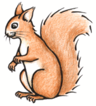 Grey Squirrel Clipart Squirrel Clip Art