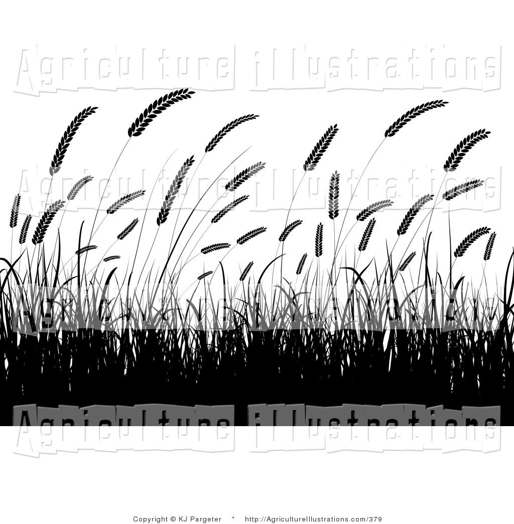 Larger Preview  Agriculture Clipart Of Black Silhouetted Wheat Grasses