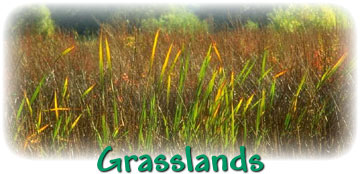 New York State Test Prep Social Studies 5 Content   Grade 3 Grasslands