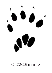 Squirrel Paw Clipart