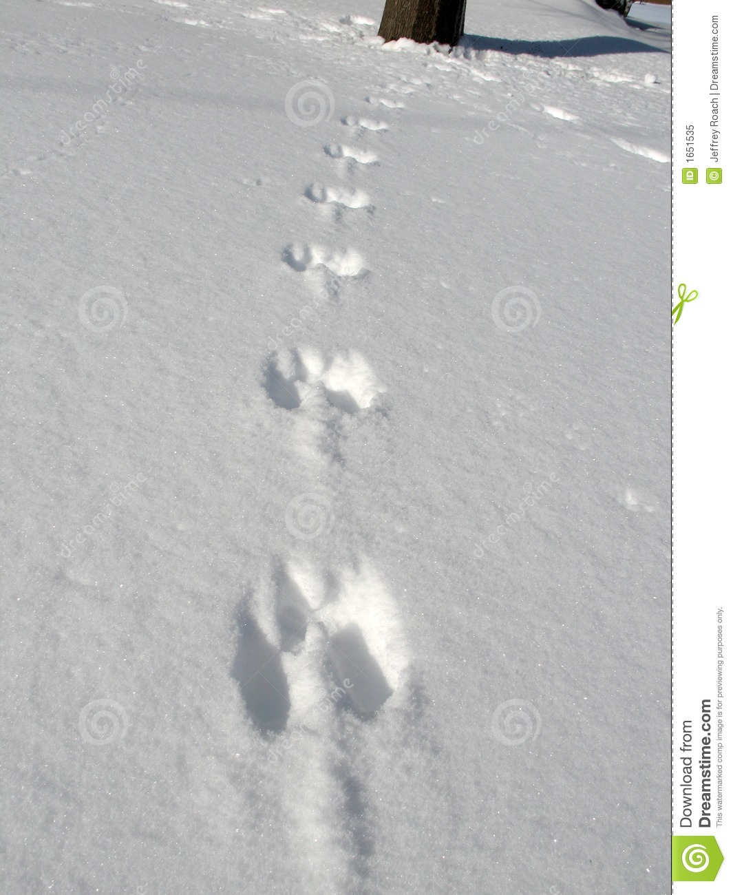 Squirrel Prints In Snow Royalty Free Stock Photo   Image  1651535