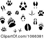 Squirrel Tracks Clip Art Clipart Animal Tracks Royalty