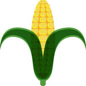 Corn Cob Illustrations And Clipart  266 Corn Cob Royalty Free