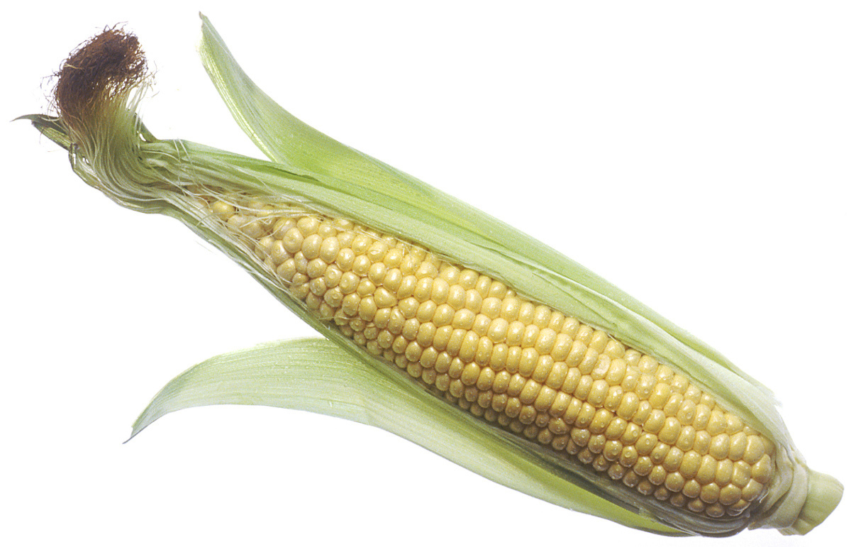 Corn On The Cob Large    Food Vegetables Corn Corn On The Cob Large    