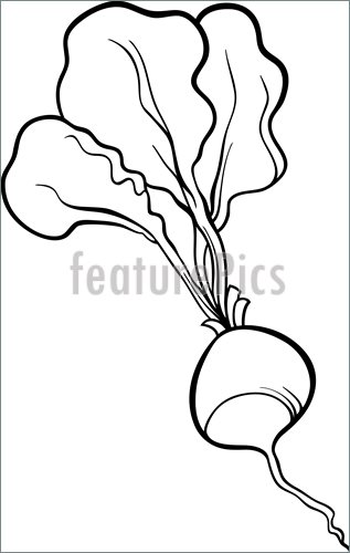 Radishes Colouring Pages  Page 2 