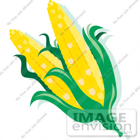 Royalty Free Nutrition Clipart Picture Of Double Eared Corn On The Cob    