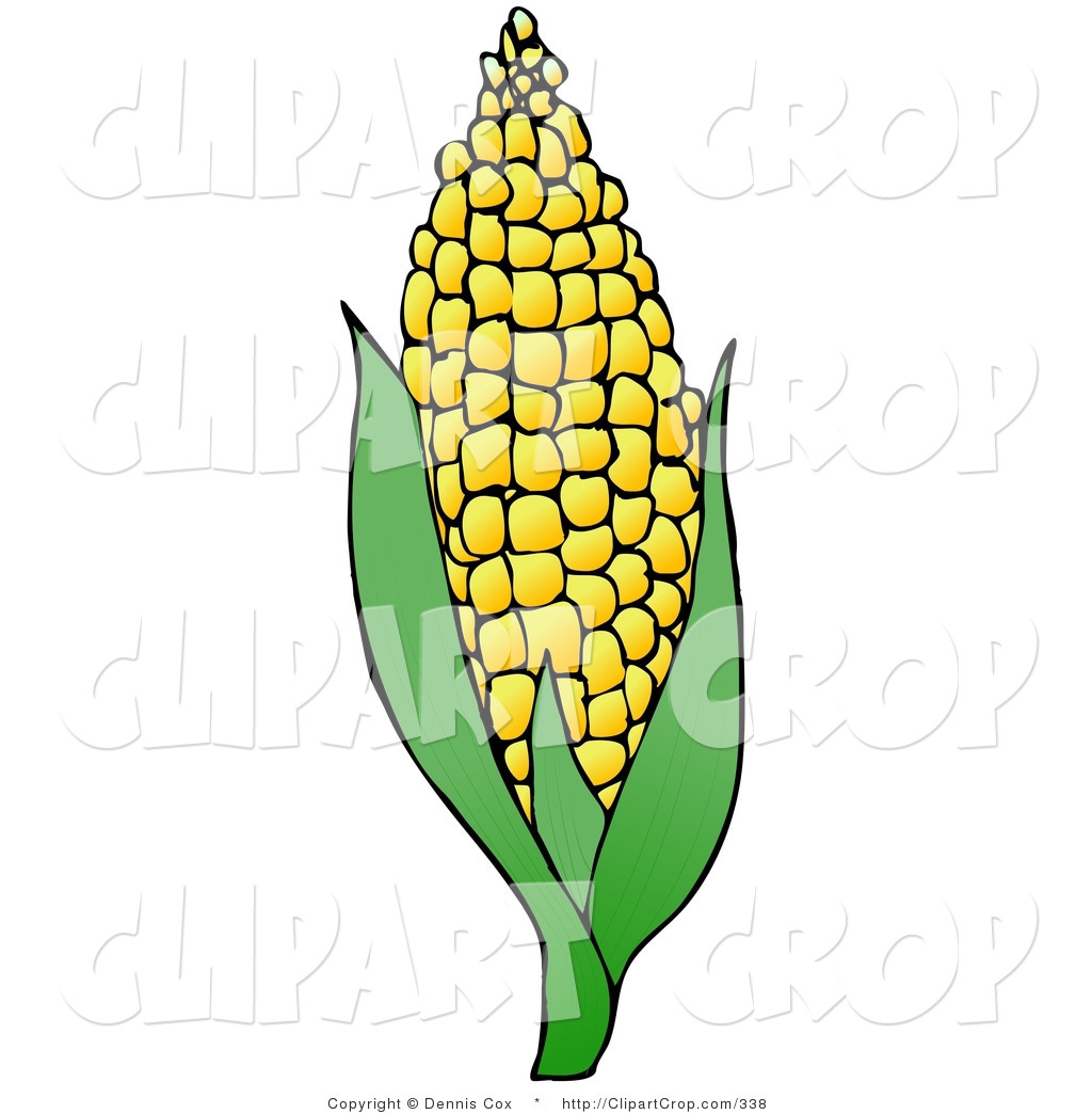 Sweet Yellow Ear Of Corn On The Cob On White By Dennis Cox 338 Jpg