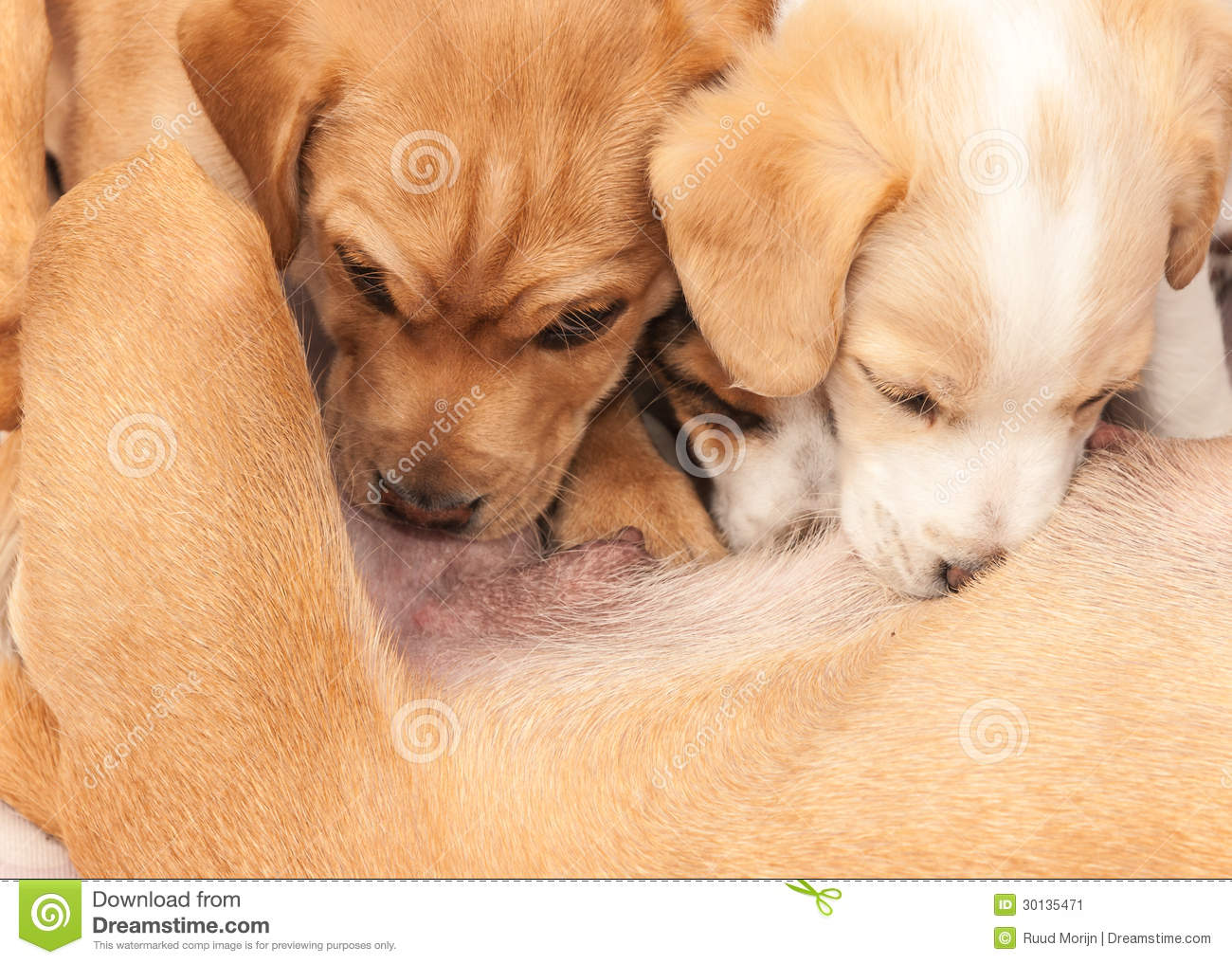 Closeup Of Two Drinking Puppies Stock Image   Image  30135471