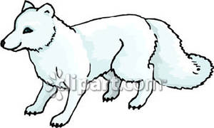 Cute Arctic Fox Clipart Images   Pictures   Becuo