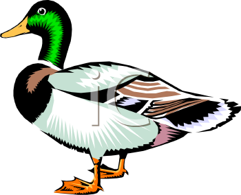 Duck Clip Art Black And White   Clipart Panda   Free Clipart Images