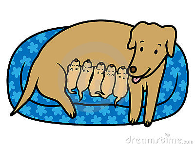 Female Dog Mother Breast Feeding New Born Puppies Stock Photos   Image