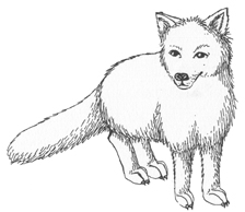 Fox  Arctic