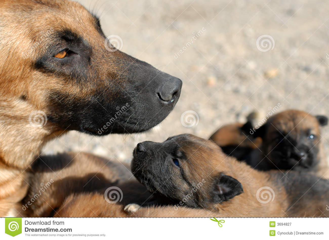 Mother Dog And Puppies Royalty Free Stock Photography   Image  3694827