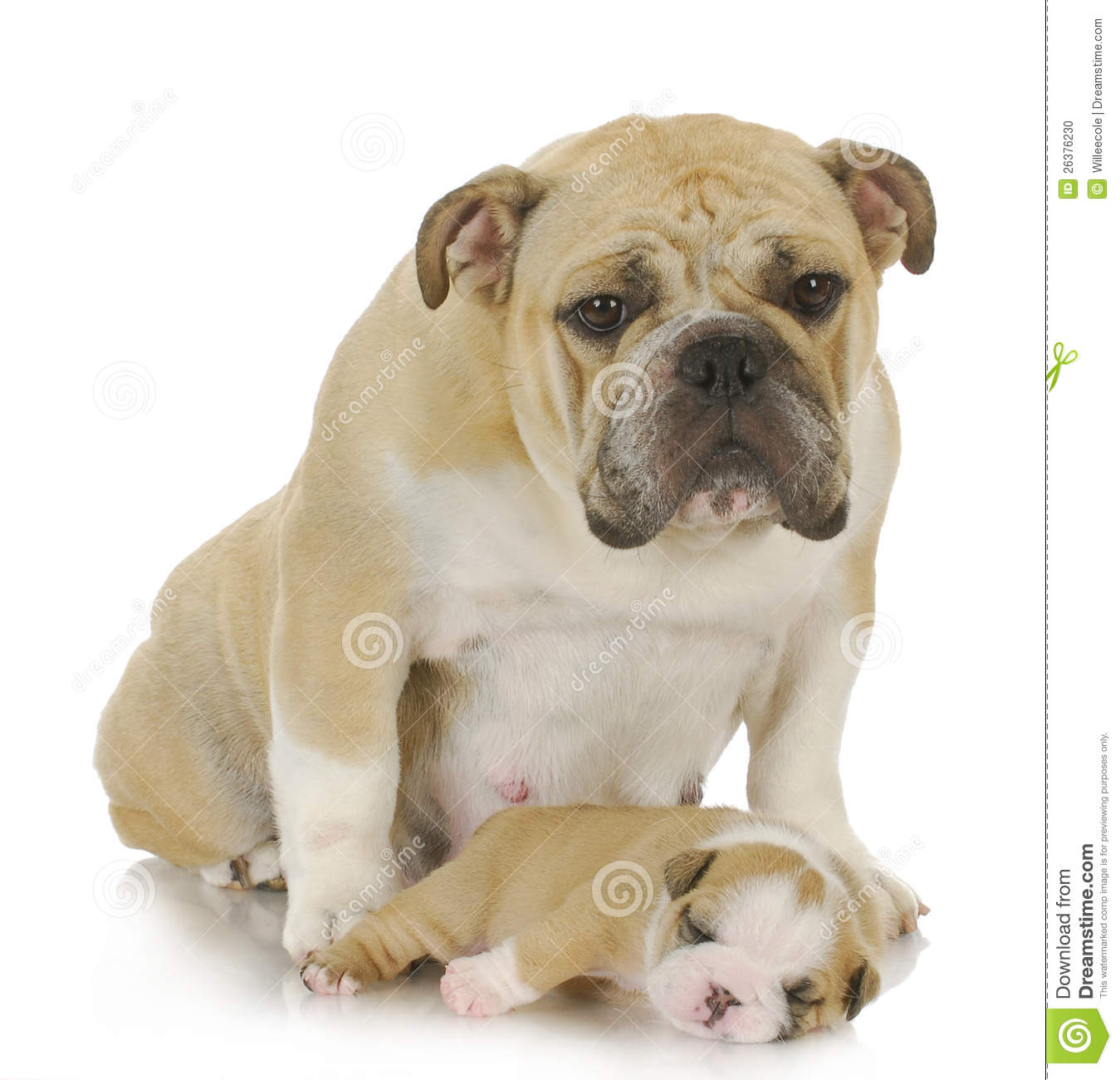 Mother Dog And Three Week Old Puppy   English Bulldog