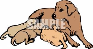 Mother Dog Nursing Her Litter Of Pups   Royalty Free Clipart Picture