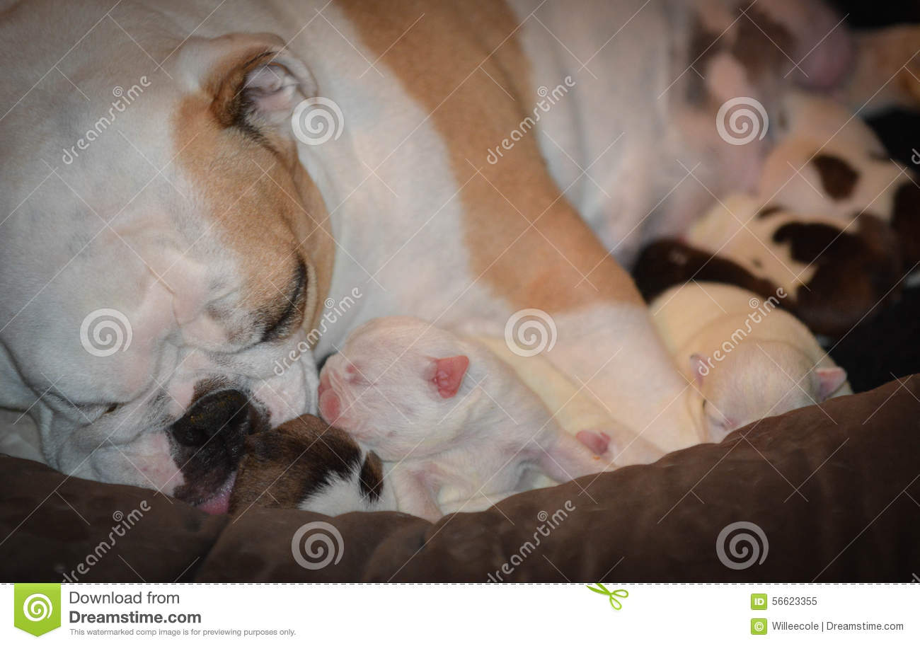 Mother Dog Nursing Stock Photo   Image  56623355