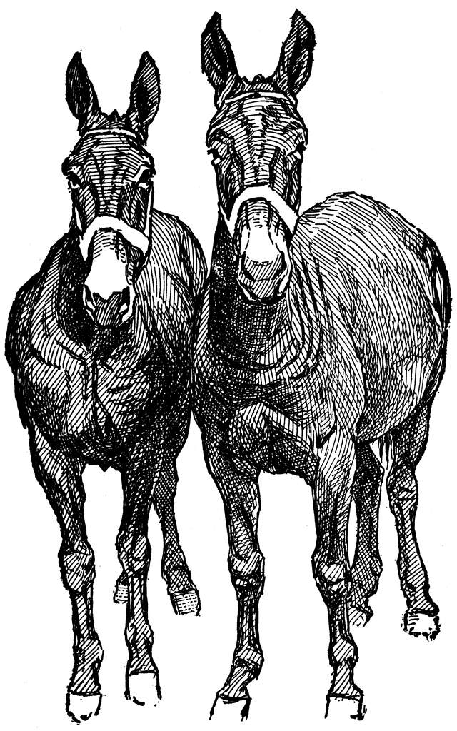 Mule Clipart A Mule Is A Member Of The