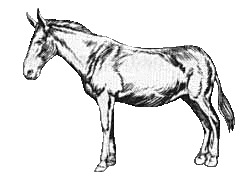 Mule Clipart