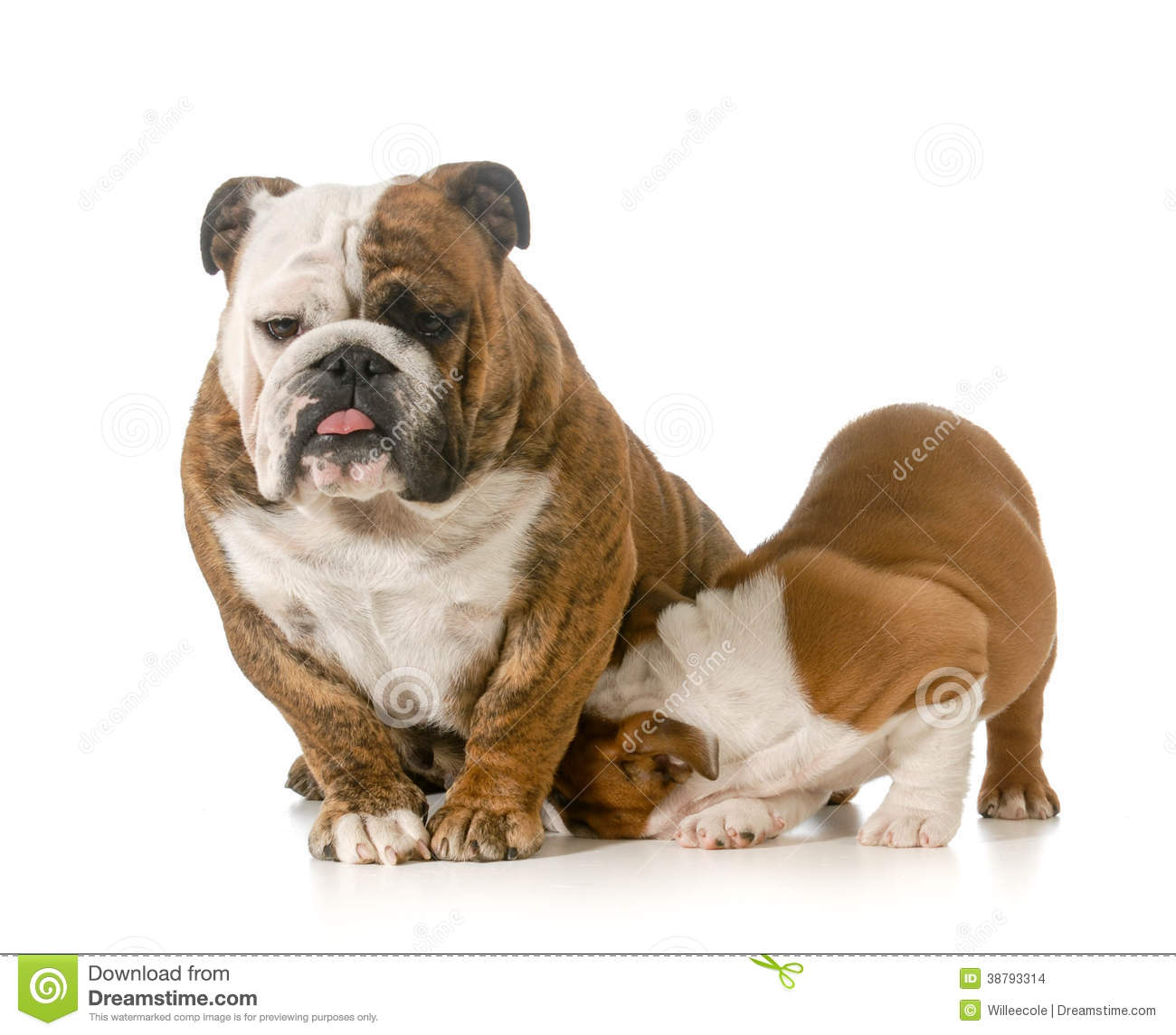 Nursing Mother Dog   English Bulldog With Puppy Isolated On White
