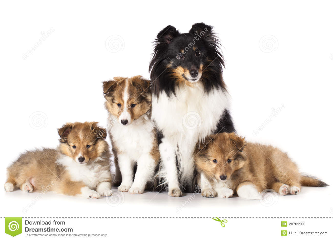 Sheltie Puppies And Mother Dog Royalty Free Stock Image   Image    