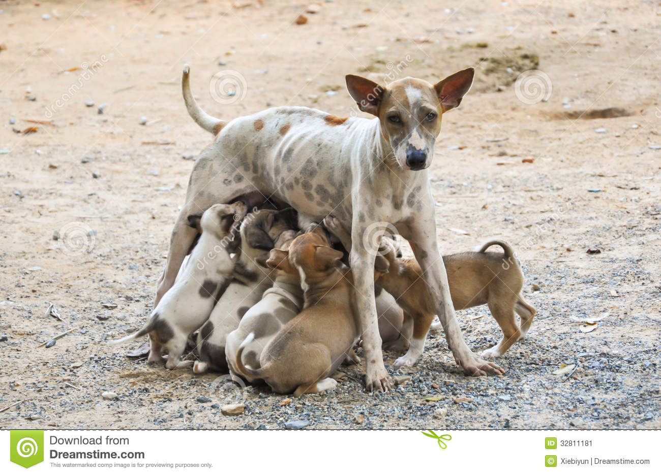Stray Mother Dog Feeding Her Cute Little Puppies Which Are Sucking The