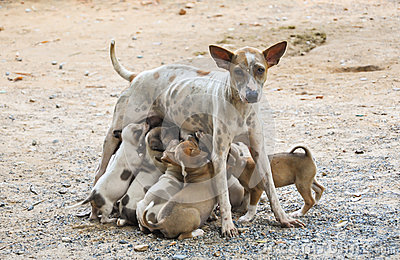 Stray Mother Dog Feeding Her Cute Little Puppies Which Are Sucking The
