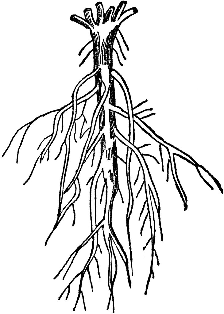 Branching Root   Clipart Etc