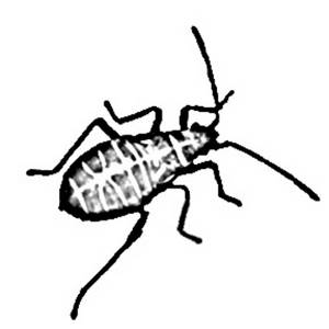     Clipart Picture Shows A Beetle With Long Feelers  The Image Is Black