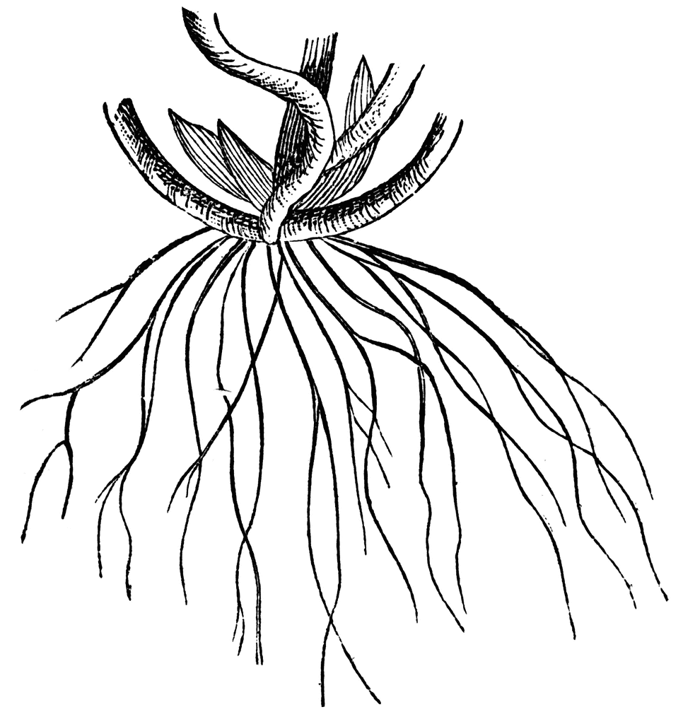 Plant With Roots Clipart   Clipart Panda   Free Clipart Images