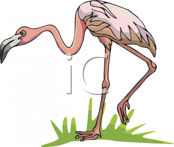 There Is 50 Pink Flamingo   Free Cliparts All Used For Free