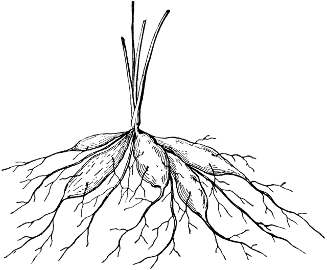 Tuberous Root   Clipart Etc