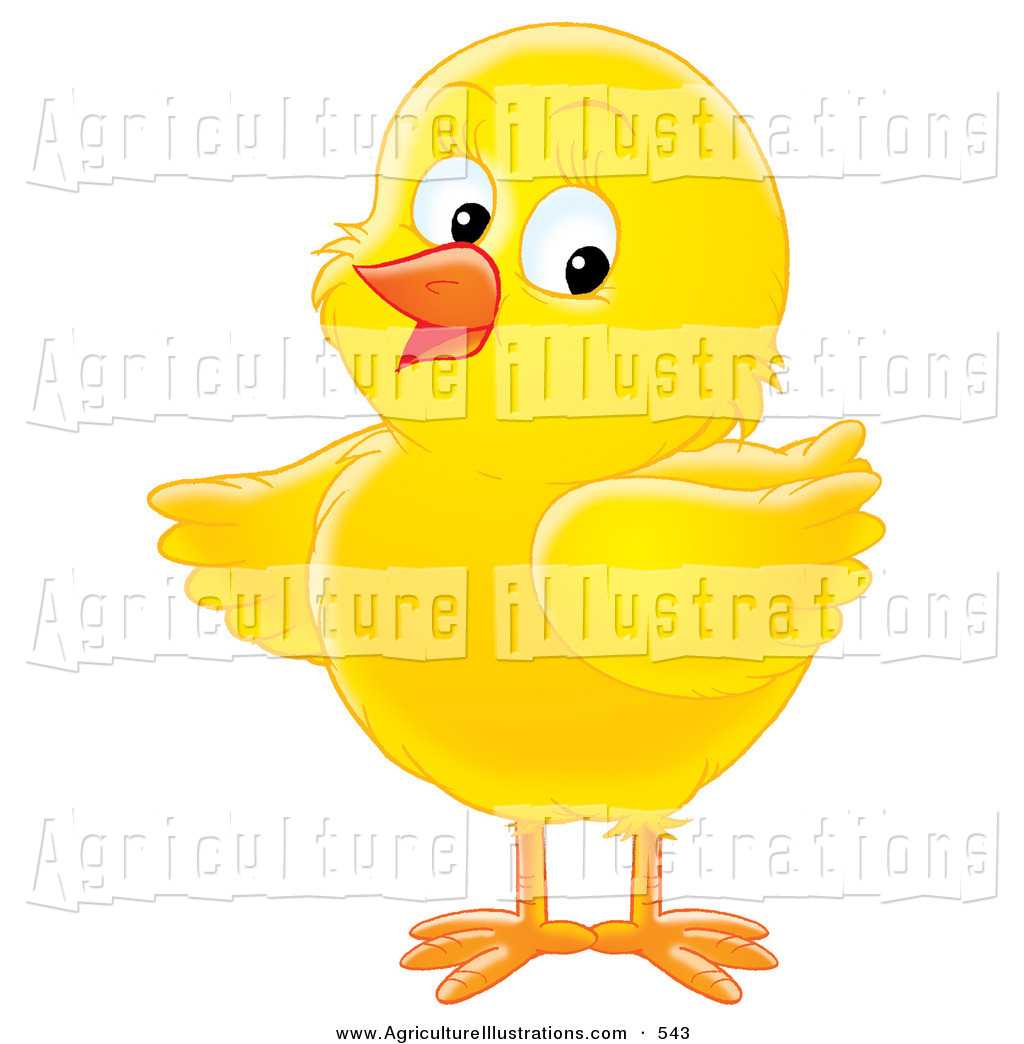 Yellow Chick Clip Art