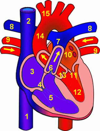 10 Unlabelled Diagram Of The Heart Free Cliparts That You Can Download