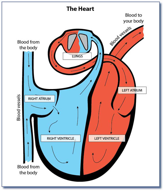 11 Unlabeled Diagram Of Heart Free Cliparts That You Can Download To