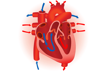 13 Human Heart Unlabeled Free Cliparts That You Can Download To You