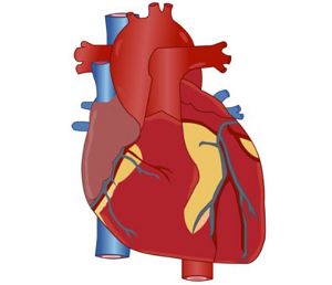 15 Simple Heart Diagram For Kids   Free Cliparts That You Can Download    