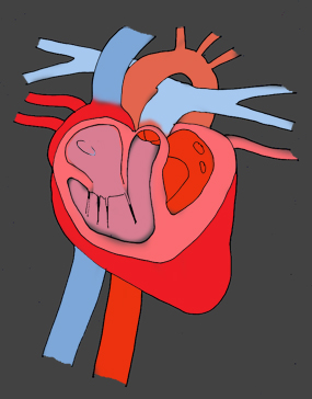 Body Lungs Heart Intestine Human Heart Diagram