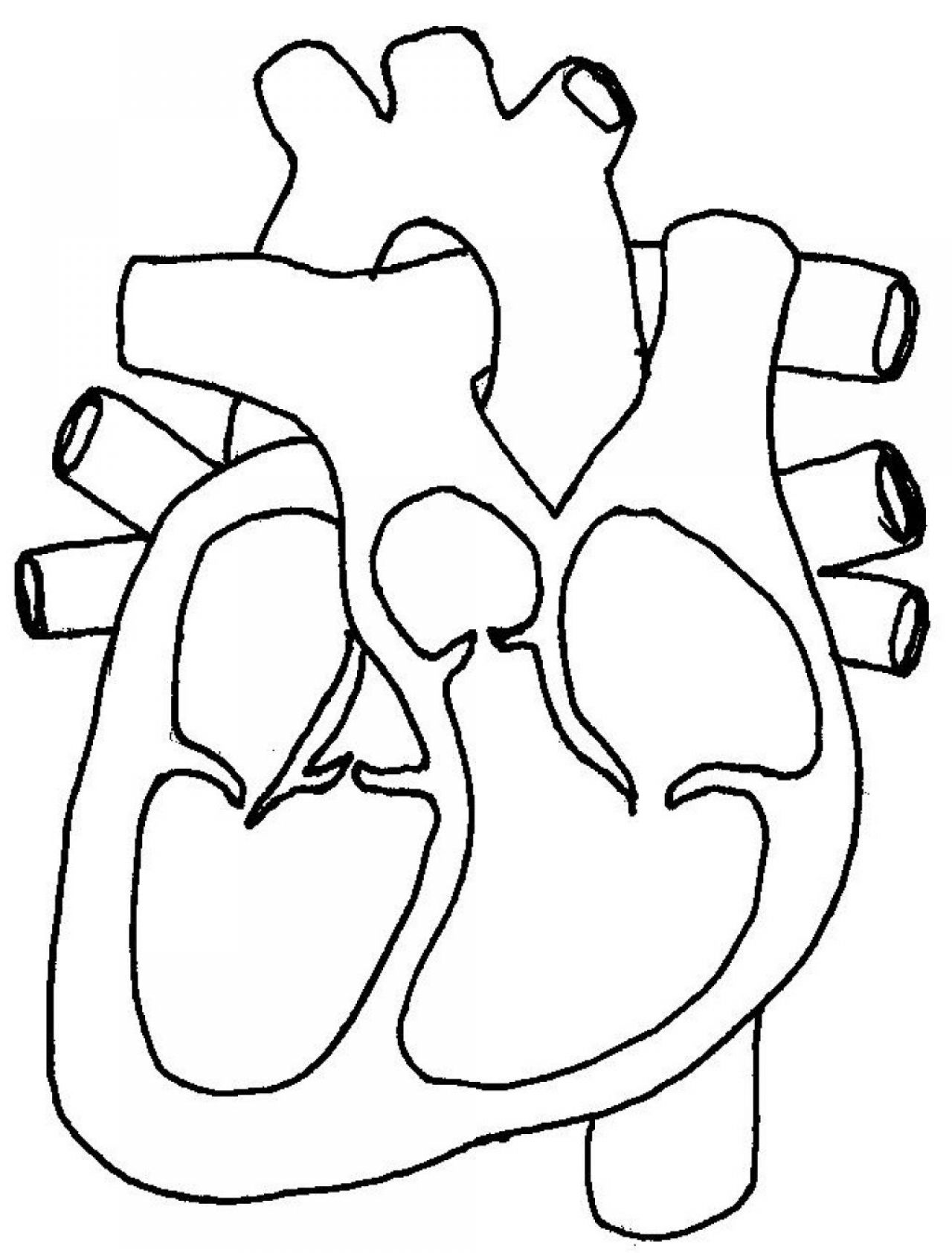 Circulatory System Diagram Human Anatomy Body Blank Heart