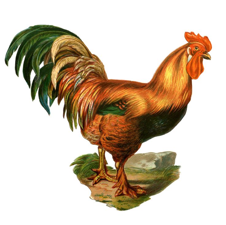     Clip Art Colorful Rooster Vintage Chicken Clip Art Farm Clip Art
