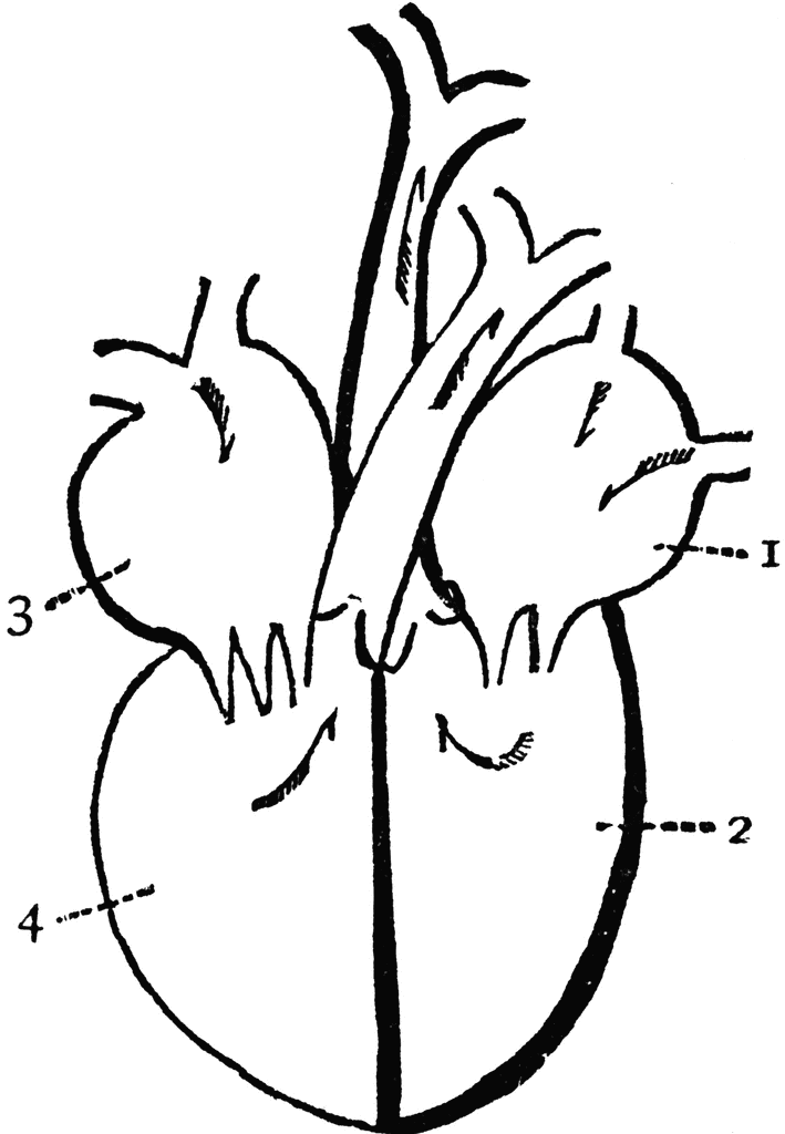 Clipart Heart