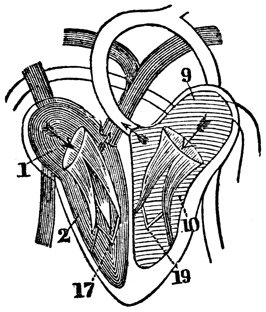 Diagram Of The Heart   Clipart Etc