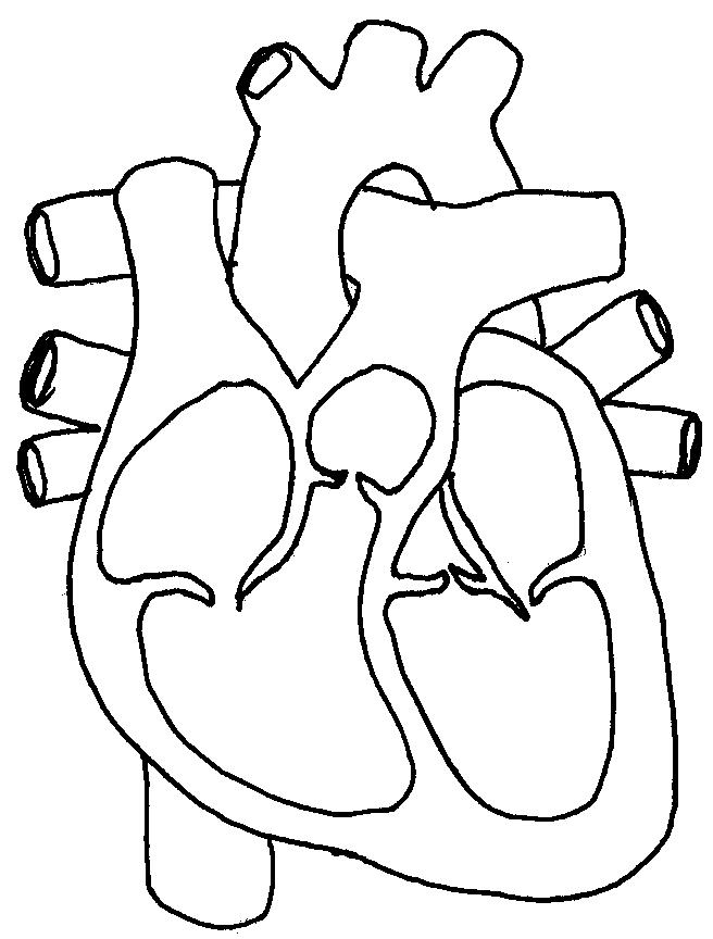Heart Diagram Blank